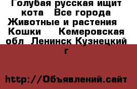 Голубая русская ищит кота - Все города Животные и растения » Кошки   . Кемеровская обл.,Ленинск-Кузнецкий г.